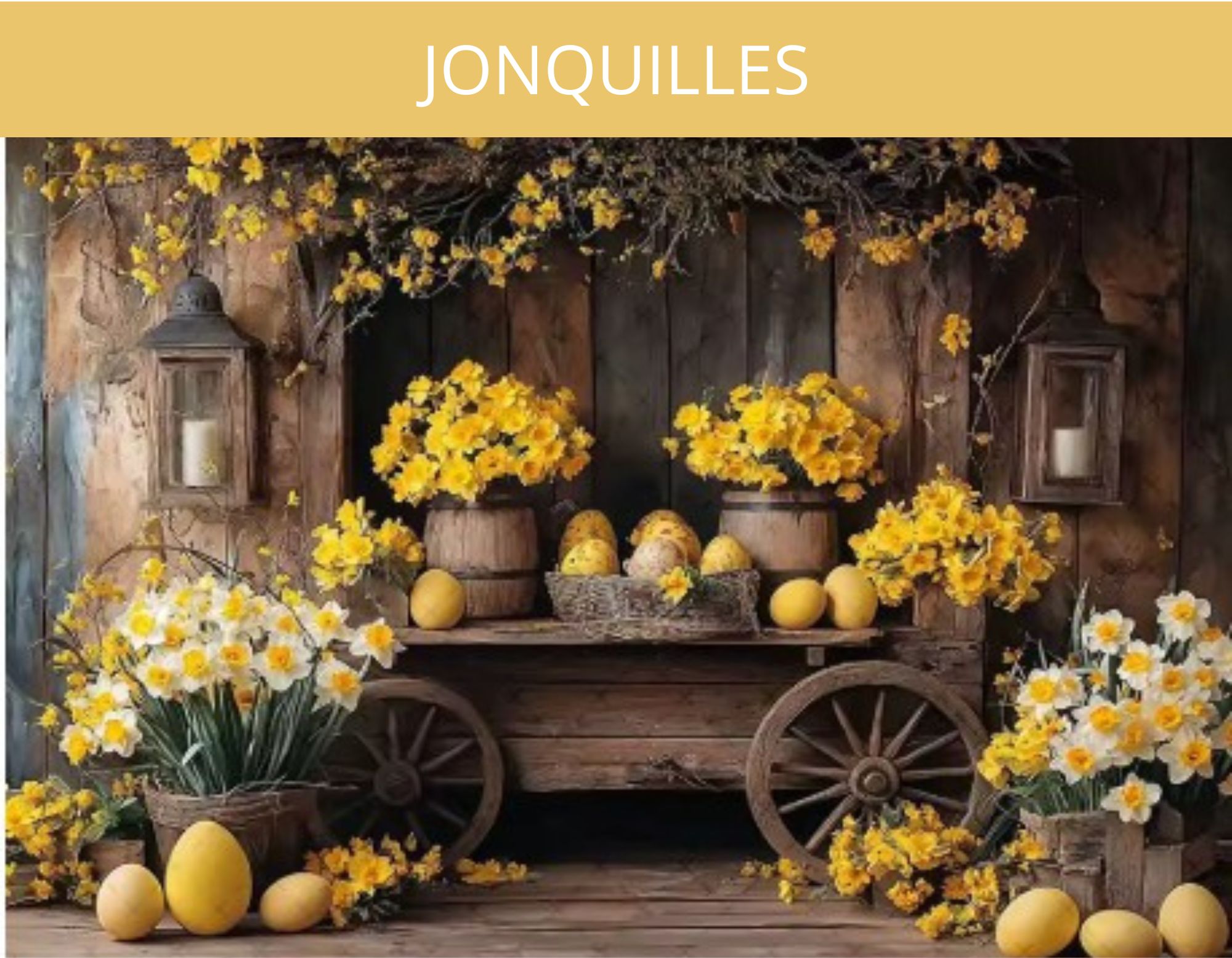 jonquilles