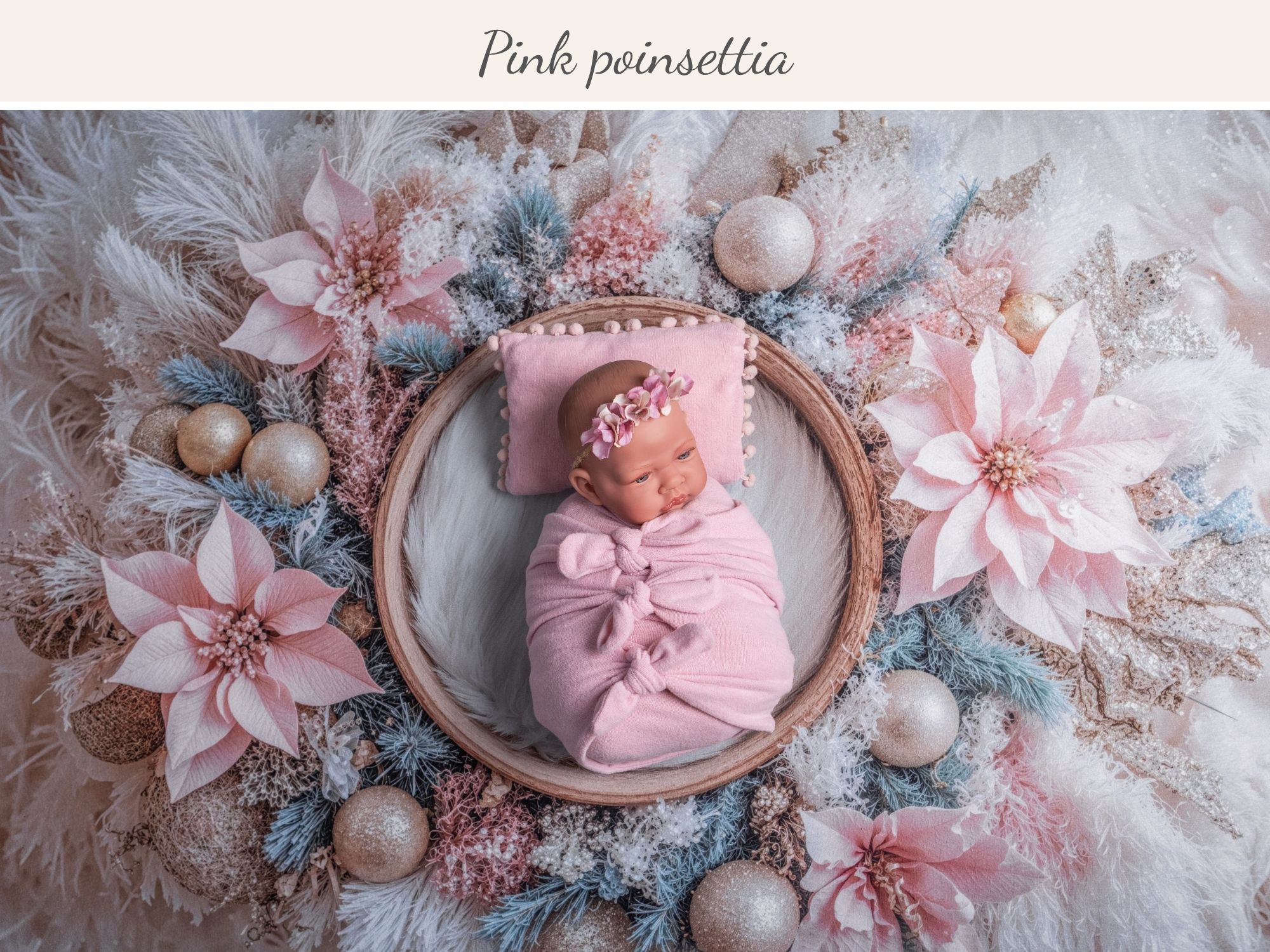 Pink poinsettia
